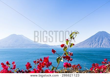 Atitlan, Toliman & San Pedro Volcanoes On Lake Atitlan With Pink Bougainvillea Flowers In Foreground