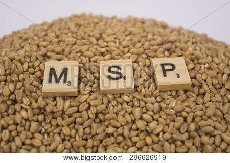 Concept Of Msp Or Minimum Support Price Of Wooden Blocks On Pile Of Wheet Grains On Isolated Backgro