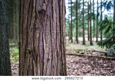 Trunk Of Evergreen Thuja With Red-brown Bark, Against The Background Of The Forest, Spring Cloudy Da