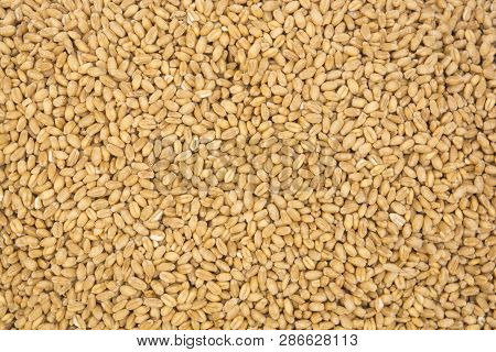 Closeup Of Pile Of Wheat Grains For Testure Background