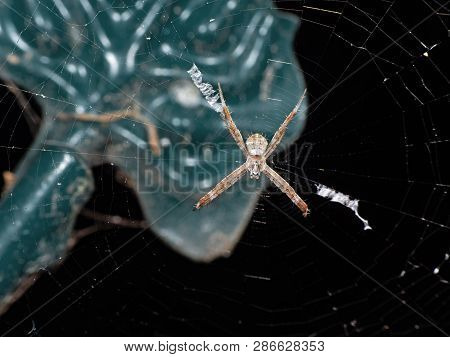 Macro Photo Of St Andrew's Cross Spider On Web Isolated On Background