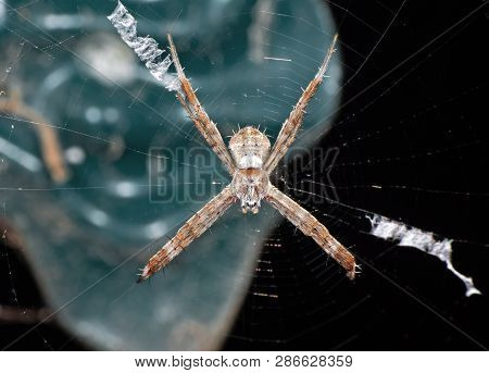 Macro Photo Of St Andrew's Cross Spider On Web Isolated On Background
