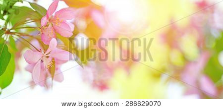 Pink And Yellow Background With Blossom Blooming In Springtime. Magic Branch Of Blossom Flowers With