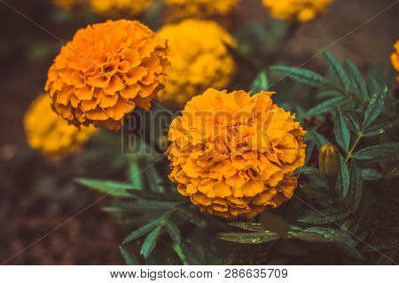 Close Up Marygold Flowers In The Garden