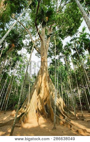 The Famous Giant Tree Many Tourists Visit In Uthai Thani, Thailand.