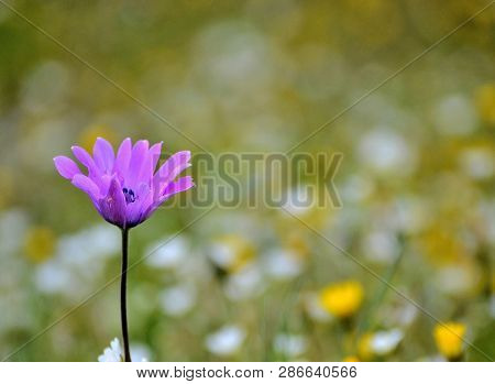 Close-up Of A Pink Wildlfower,anemone Hortensis, In A Country Meadow