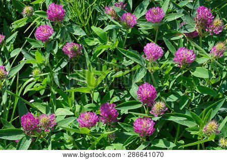 Clover Meadow (lat. Trifolium Pratense) Blooms On The Field