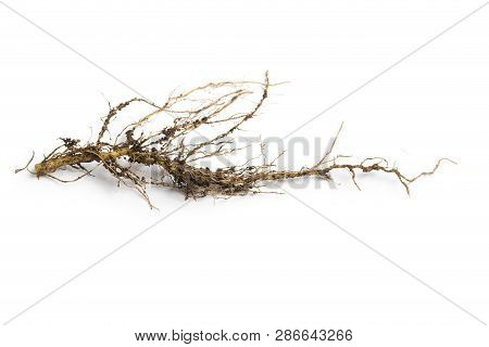 Roots Plant Isolated On White Background, Roots Tree