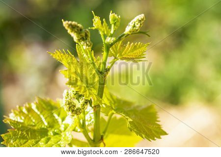 Young Sprout Of Grapes On A Sunny Day. Young Grapes With Flowering Tassels, Young Shoots Of Grape Ma