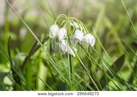 White Spring Flower On A Green Glade.snowdrop Spring Flowers. Fresh Green Well Complementing The Whi