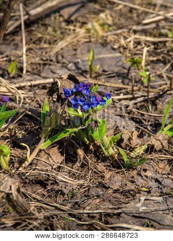 Pulmonaria Blooms In Spring Blue And Red