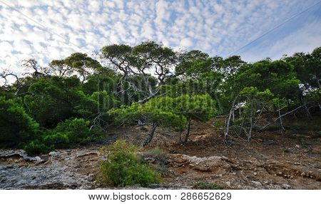 Scenic View Of A Pine Woodland Of The Tremiti Islands In The Mediterranean Sea