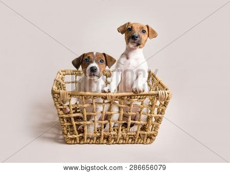 Two white cute jack russell terrier puppies in busket on light background