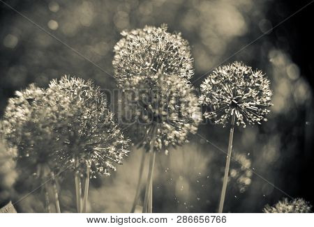 Abstract Nature. Close Up Of An Alium Gigantium Flower Head  With Dandelion Flower Structure Wit Wat
