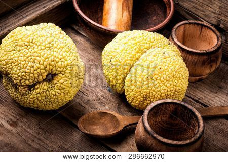 Maclura Orange Or Apple Macaroni