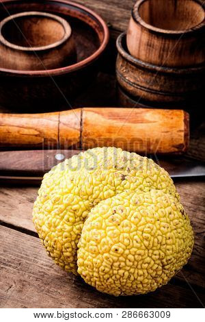 Maclura Orange Or Apple Macaroni