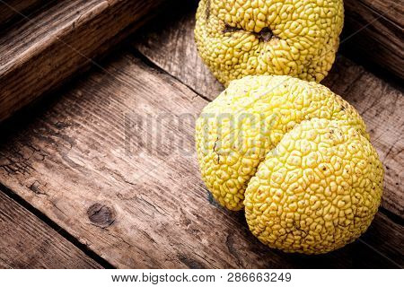 Maclura Orange Or Apple Macaroni