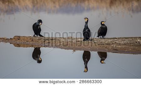 Great Cormorantsgreat Cormorants In Llobregat Delta, Catalonia, Spain