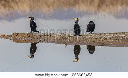 Great Cormorants In Llobregat Delta, Catalonia, Spain