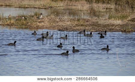 Group Of Common Coot In Llobregat Delta, Catalonia, Spain