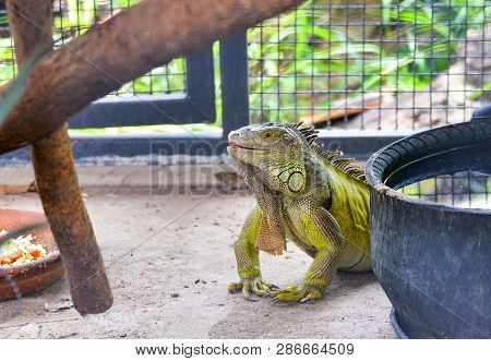 Lizard Large / Green Iguana In The National Park