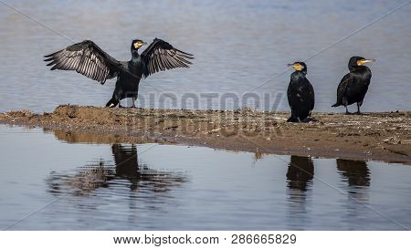 Great Cormorants In Llobregat Delta, Catalonia, Spain