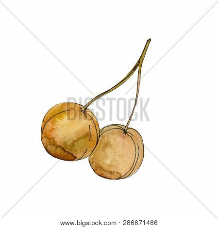 Yellow Ginkgo Biloba Fruits. Watercolor Background Illustration Set. Isolated Gingko Illustration El