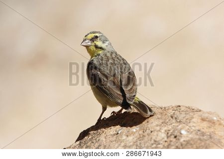 Yellow Fronted Canary, Crithagra Mozambica
