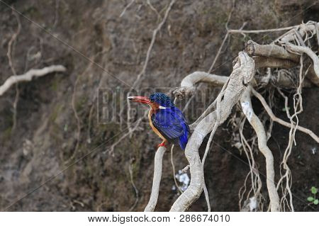Malachite Kingfisher (corythornis Cristatus) On A Branch