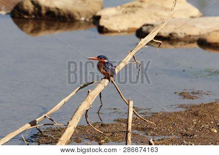 Malachite Kingfisher (corythornis Cristatus) On A Branch