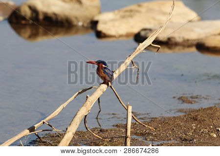Malachite Kingfisher (corythornis Cristatus) On A Branch
