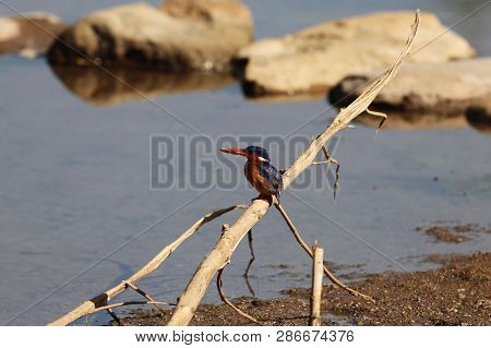 Malachite Kingfisher (corythornis Cristatus) On A Branch