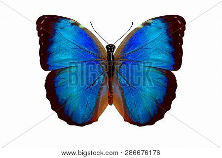Tropical Blue Butterfly. Isolated On White Backgroundblue Butterfly. Isolated On White Background