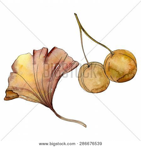 Green Red Ginkgo Biloba Leaves. Watercolor Background Illustration Set. Isolated Gingko Illustration