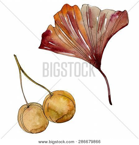Green Red Ginkgo Biloba Leaves. Watercolor Background Illustration Set. Isolated Gingko Illustration