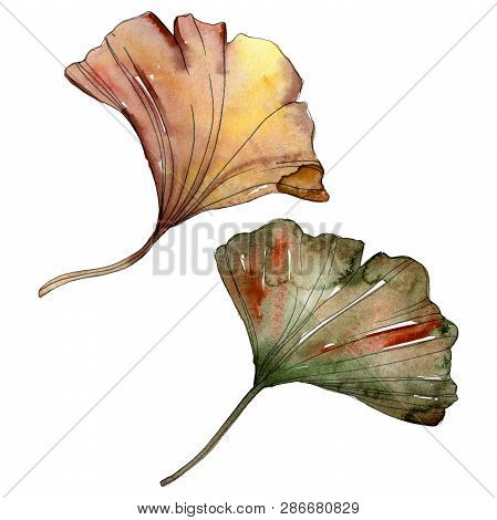 Green Red Ginkgo Biloba Leaves. Watercolor Background Illustration Set. Isolated Gingko Illustration