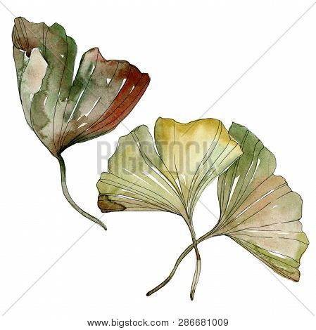 Green Red Ginkgo Biloba Leaves. Watercolor Background Illustration Set. Isolated Gingko Illustration