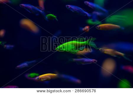 Nice Danio Glow Fish Freshwater Pets Aquarium River Mutation