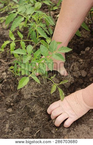 Farmers Hands Planting A Tomato Seedling In The Vegetable Garden