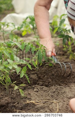 Farmers Hands Planting A Tomato Seedling In The Vegetable Garden