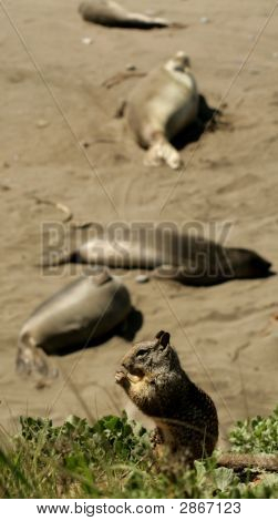 Wiewiórka na plaży