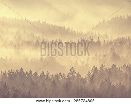 Mountain Forest In Misty Clouds. Hilly Forest Landscape. Thick Mist In Sun Beams.