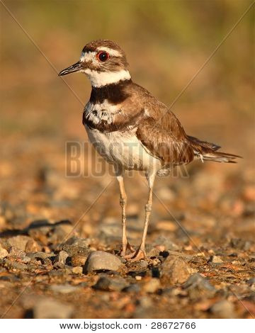 Killdeer portresi
