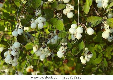 Abstract Nature. Beautiful Nature Background. Cropped Shot Of A White Berries On A Bush.