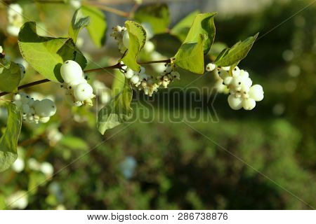 Abstract Nature. Beautiful Nature Background. Cropped Shot Of A White Berries On A Bush.