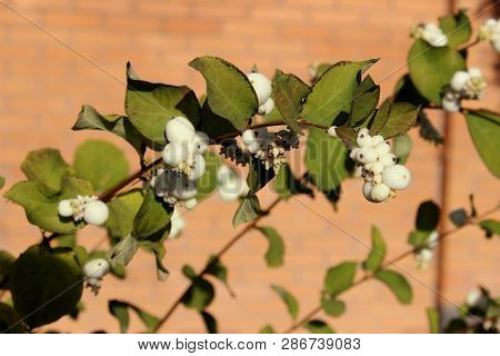 Abstract Nature. Beautiful Nature Background. Cropped Shot Of A White Berries On A Bush.