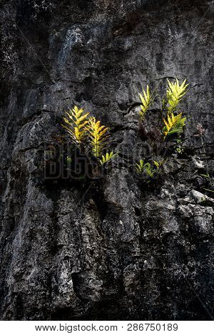 Green Fern Leaves Growing On Hard Granite Volcanic Rock And Glowing By The Sunlight. Concept Of Over