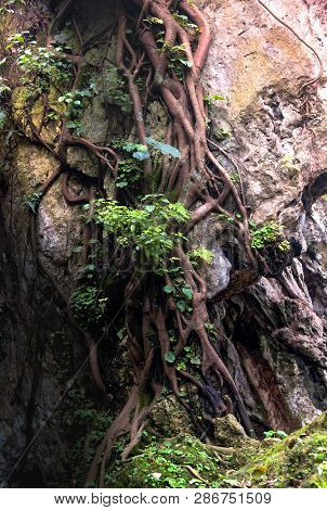 Root Of Tetrameles Nudiflora Tree Creeping On Karst Rock Cliff Side. Endemic Tree In West Java And S