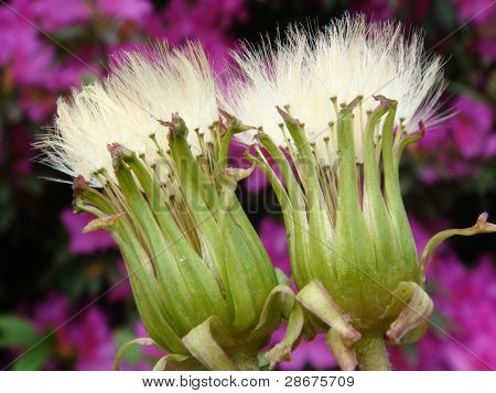 Flores pequenas de flor