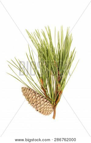 Pine Branch And Cones Isolated On White Background. Pinus Echinata